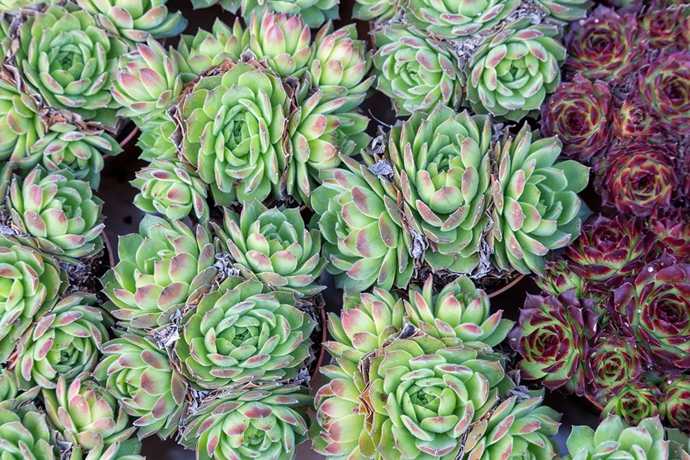 Netherlands-Amsterdam Close-up of succulents